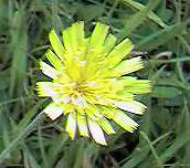 Hawkweed, mouse eared