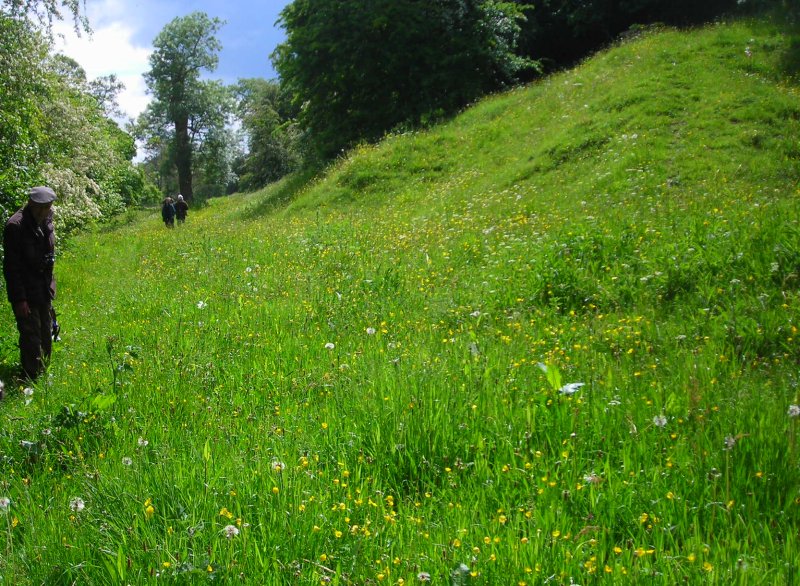 wildflower bank