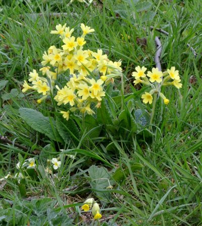 Primrose, cowslip and false oxlip Primula spp.