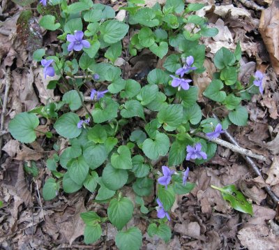 Dog violet Viol;a riviniana