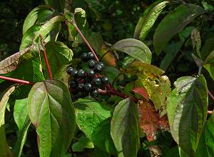 Dogwood  Cornus sanguinea