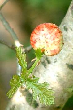 Oak apple