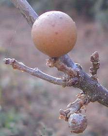 Oak Apple