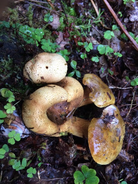 Parasitic bolete Pseudoboletus parasiticus on common earthball Scleroderma citrinum