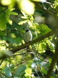 pied flycatcher male