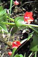 Scarlet Pimpernel