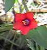 Scarlet pimpernel detail