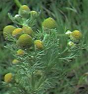 Pineapple Weed