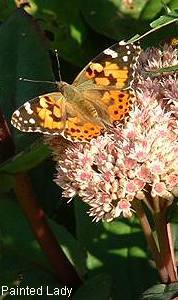 Painted lady butterfly