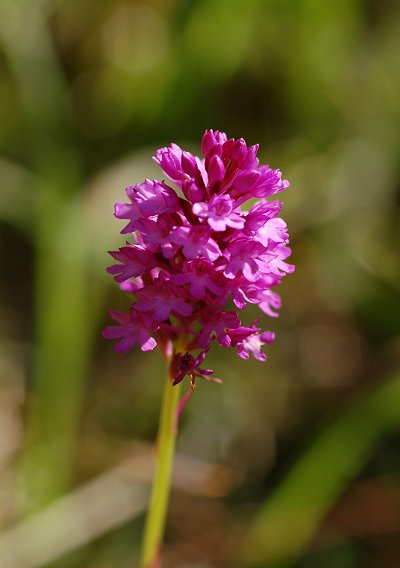 Pyramidal orchid Anacamptis pyramidalis