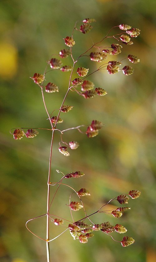 Quaking grass Briza media