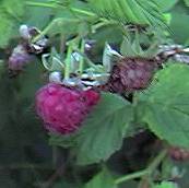 Raspberry