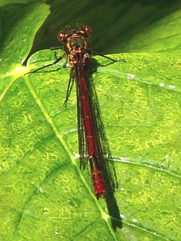 large red damselfly Pyrrhosoma nymphula