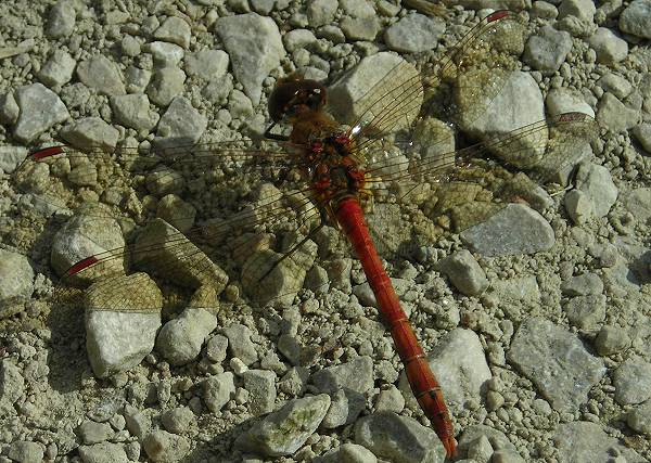 Sympetrum striolatum