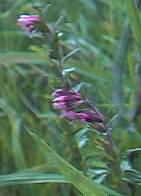 Red Bartsia