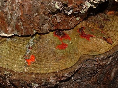 myxomycete red spot detail 1