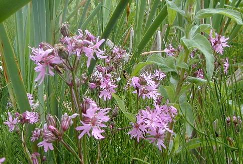 Lychnis flos-cuculi