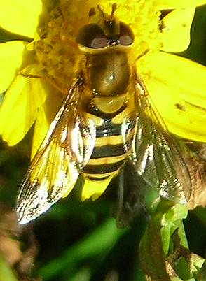 Syrphus  ?ribesii or vitripennis