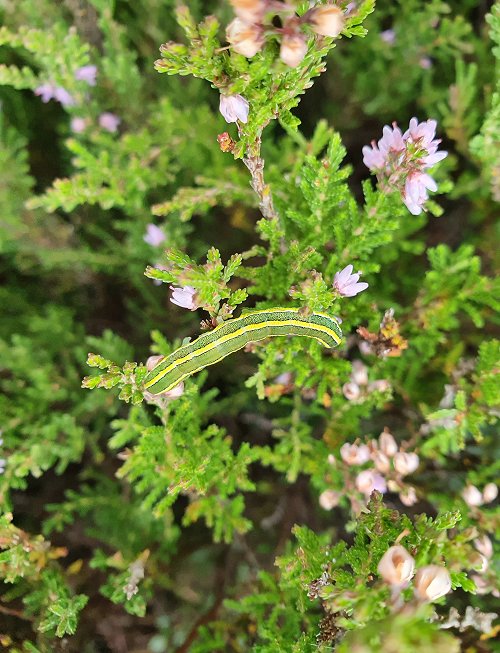 Broom Moth caterpillar