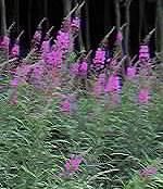 Willowherb, rosebay or Fireweed