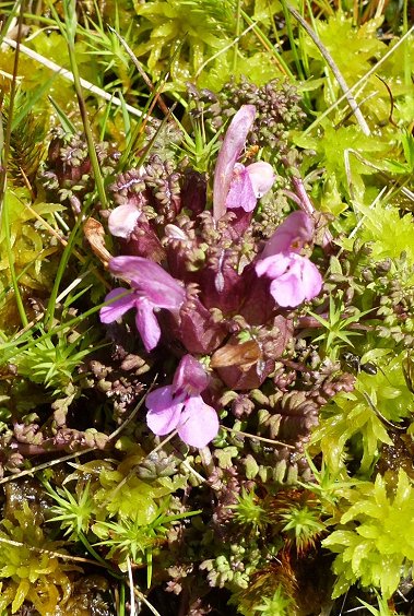 Lousewort Pedicularis sylvatica