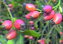 Rosehips