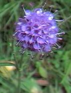 Devil’s bit Scabious