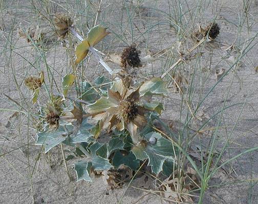 Sea holly Eryngium maritimum