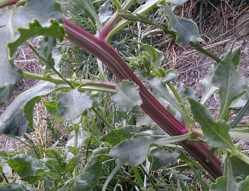 Beta vulgaris ssp. maritima