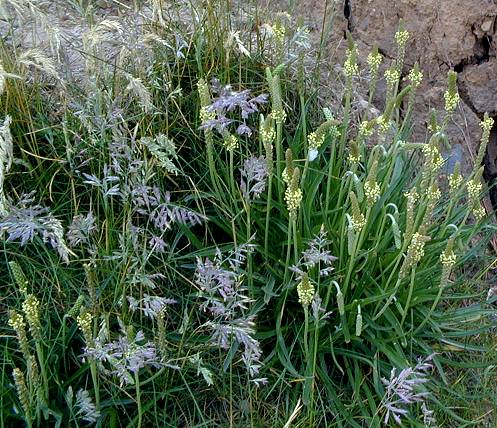 Plantago maritima