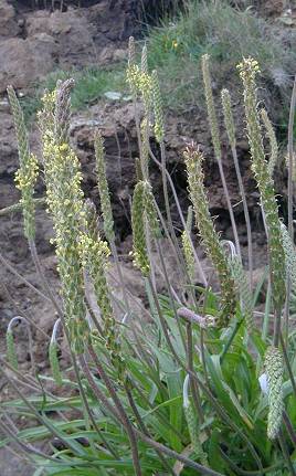 Plantago maritima