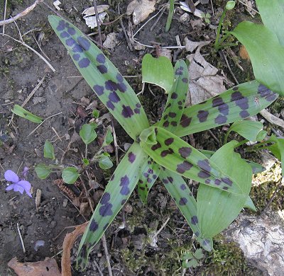 Early Purple Orchid Orchis mascula