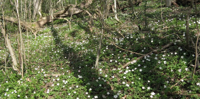 Wood anemones under trees