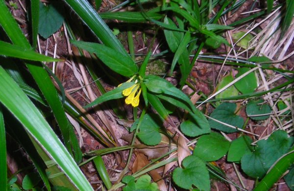 cow wheat Melampyrum pratense