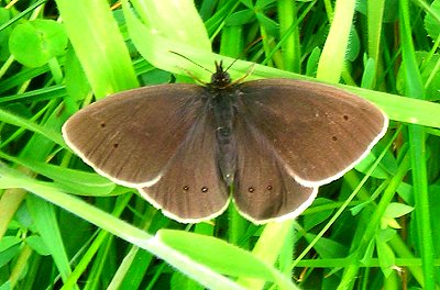 Ringlet butterfly