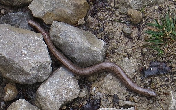 slow worm