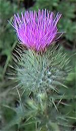 Thistle, spear