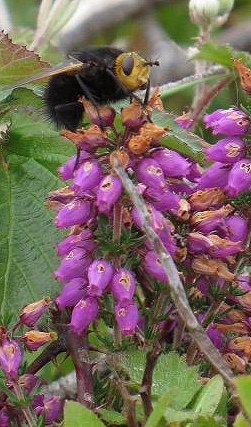 Parasitic tachinid fly Tachina grossa