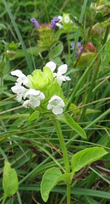 Self heal (white form)