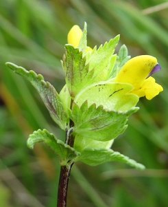 Yellow rattle Rhinanthus minor