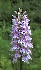 Spotted Orchid