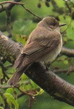 spotted flycatcher