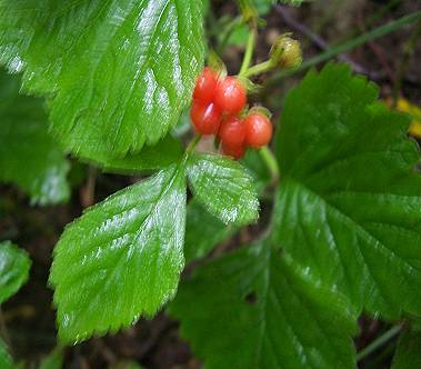 Stone bramble Rubus saxatilis berry