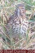 song thrush