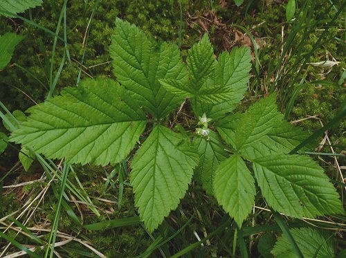 stone bramble Rubus saxatilis