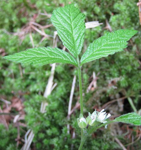 stone bramble Rubus saxatilis