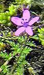 Storksbill flower