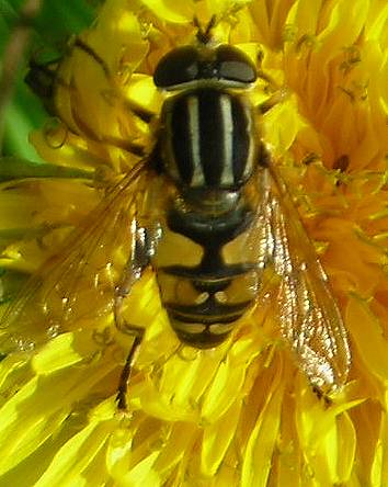 Helophilus pendulus female