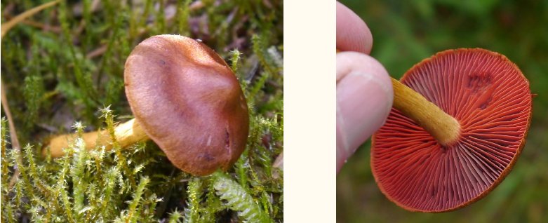 Surprising webcap Cortinarius semisanguineus