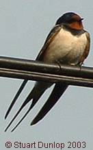 swallow